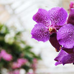 Orchids