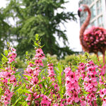 In The Gardens: Color to Discover