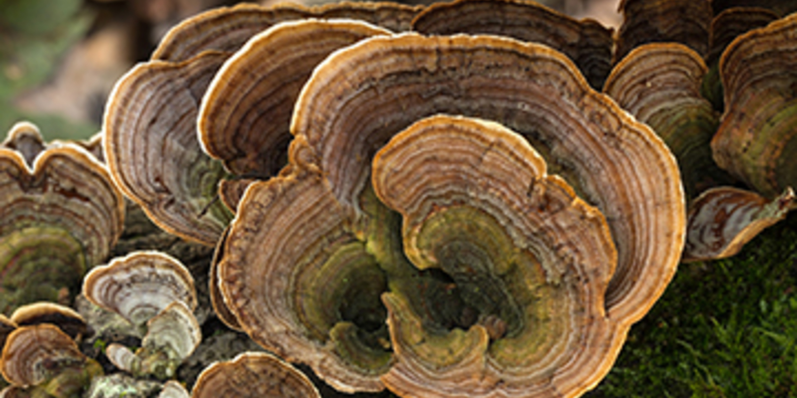 Patterns in Nature - Fractals