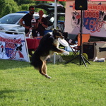 Performance Dogs of Columbus presented by Wood Companies