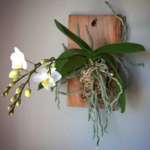 Orchid Mounting 