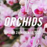 Orchids