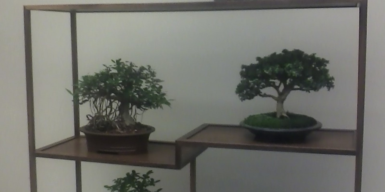 Columbus Bonsai Society 2023 Annual Show (enUS)