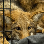 Event photo for: Urban Wildlife with the Ohio Canid Center