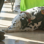 活动照片：Yoga with Buckeye Paws Therapy Dogs