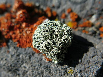  Tracking Lichens on the Frozen Continent: Life between Ice and Rock in Antarctica.