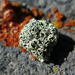 Tracking Lichens on the Frozen Continent: Life between Ice and Rock in Antarctica.