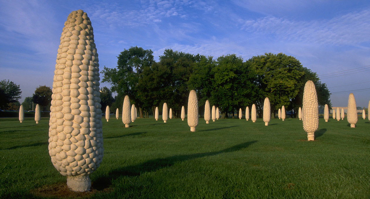 Field of Corn (with Osage Orange Trees)