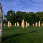 Field of Corn (with Osage Orange Trees)
