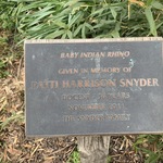 BABY INDIAN RHINO