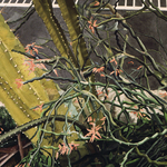 Steven Elbert: Cactus and Flowers