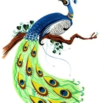 Tara Helfer: Peacock