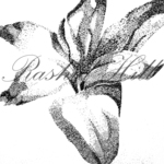 Rashid Hill : Flower