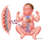 michael cooley: Michael A. Cooley, Fetal Circulatory System, 2011, Digital. Self promotional campaign. Â© M Cooley
