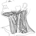 michael cooley: Michael A. Cooley, Neck Anatomy, 2010, Pen and Ink. Â© Elsevier