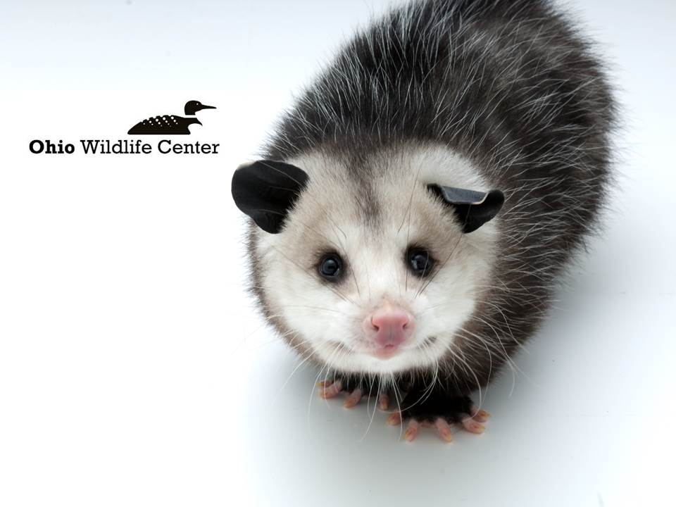 Ohio Wildlife Center | ColumbusMakesArt.com