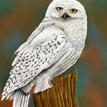 Stephanie Forney: Hedwig.jpg