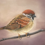 Stephanie Forney: Sparrow.jpg